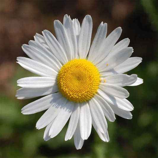 Ox Eye Daisy Seeds (WINTER)