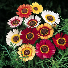 Chrysanthemum Carinatum Seeds  (Tricolor Daisy)