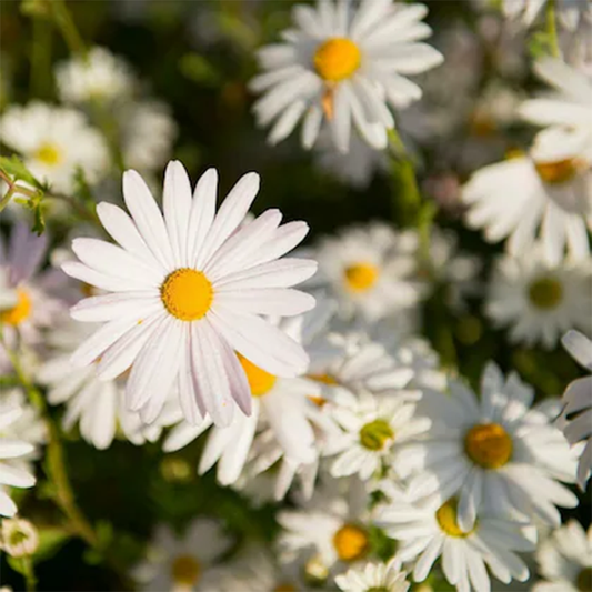 Shasta Daisy Seeds - Mayfield Giant (WINTER)