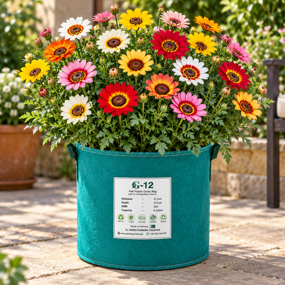 Tricolor Daisy Chrysanthemum carinatum Ismelia carinata with colourful white yellow and deep red ringed flowers – winter flower seeds for gardens in Pakistan