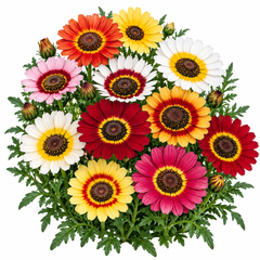 Tricolor Daisy Chrysanthemum carinatum Ismelia carinata with colourful white yellow and deep red ringed flowers – winter flower seeds for gardens in Pakistan