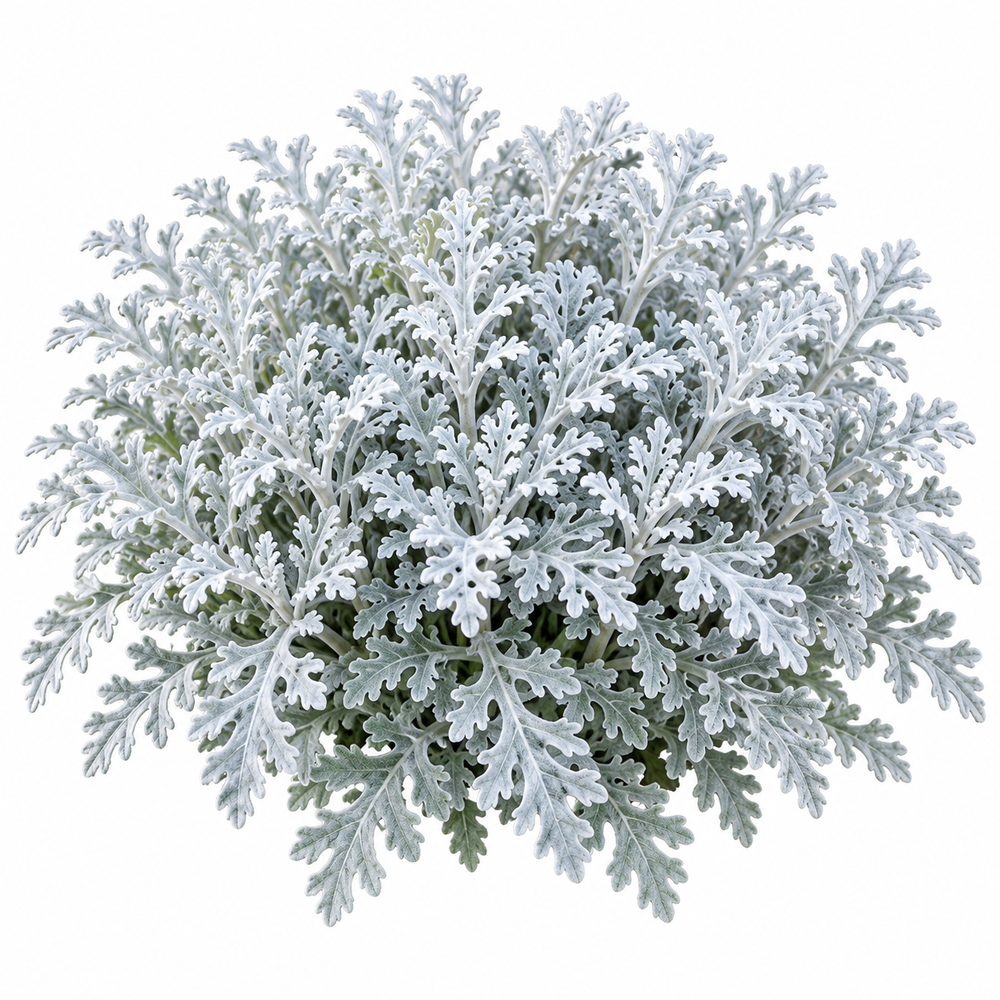 Cineraria Silver Dust Jacobaea maritima with finely cut silver-grey foliage – ornamental winter foliage seeds for pots, borders, grow bags and gardens in Pakistan