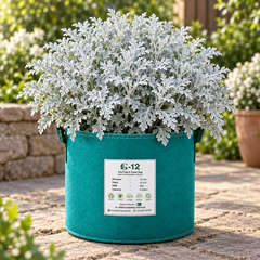 Cineraria Silver Dust Jacobaea maritima with finely cut silver-grey foliage – ornamental winter foliage seeds for pots, borders, grow bags and gardens in Pakistan
