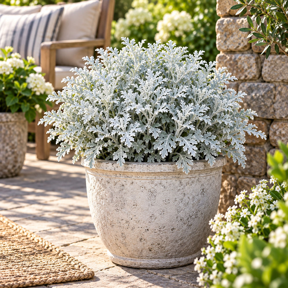 Cineraria Silver Dust Jacobaea maritima with finely cut silver-grey foliage – ornamental winter foliage seeds for pots, borders, grow bags and gardens in Pakistan