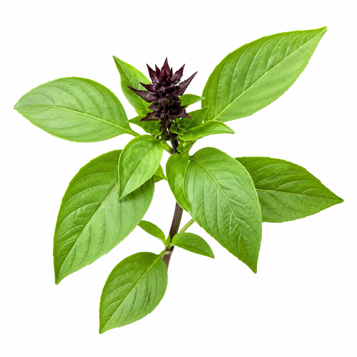Cinnamon Basil Seeds – Mix | SUMMER / WINTER