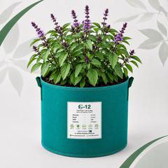 Cinnamon Basil Seeds – Mix | SUMMER / WINTER