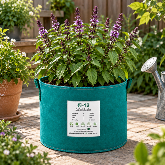 Healthy Cinnamon Basil plant with fresh aromatic green leaves – Ocimum basilicum seeds for culinary use and home gardening in Pakistan