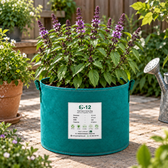 Healthy Cinnamon Basil plant with fresh aromatic green leaves – Ocimum basilicum seeds for culinary use and home gardening in Pakistan