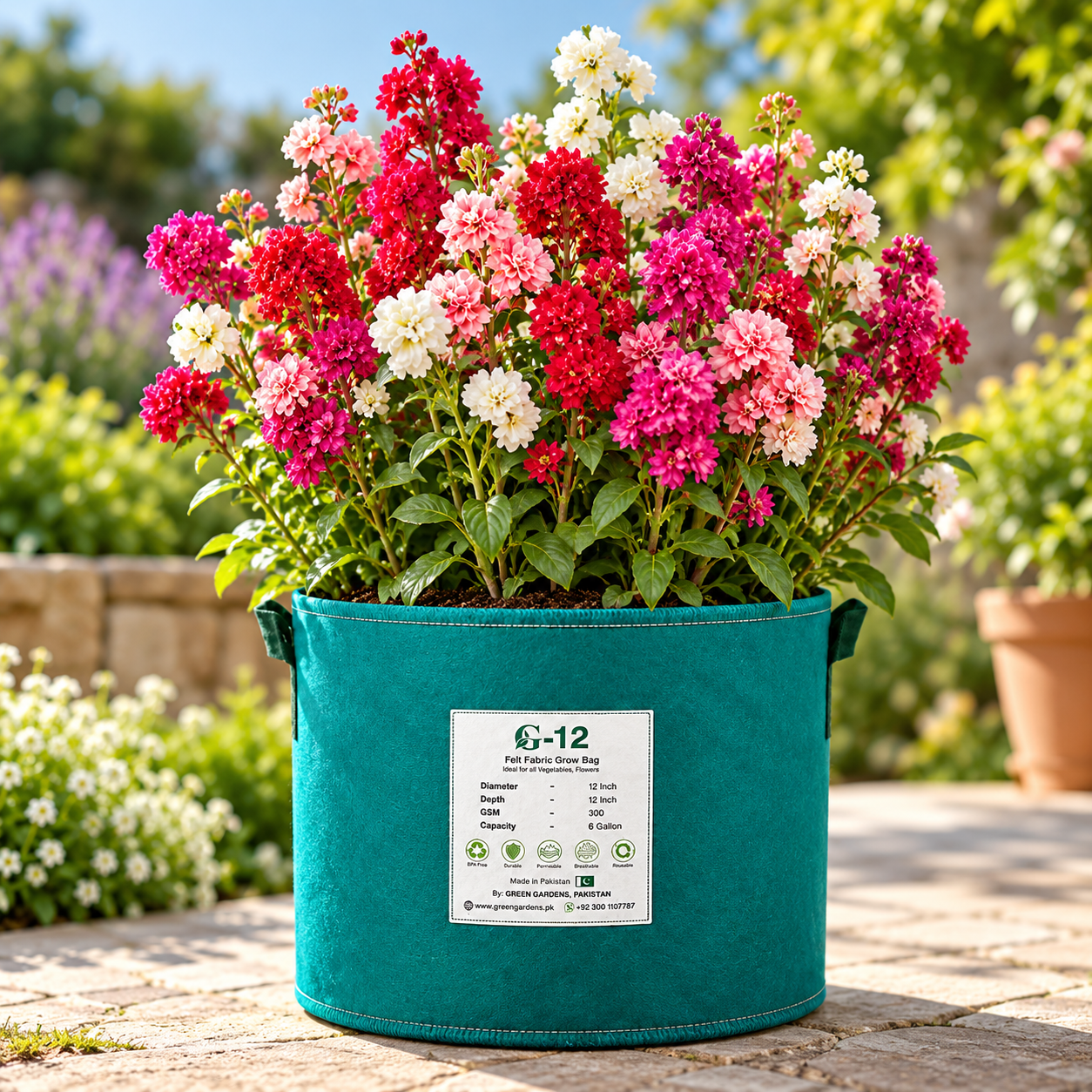 Clarkia Elegans Double Mix with colourful double and semi-double pink purple salmon crimson and white flowers – winter flower seeds for beds pots and grow bags in Pakistan