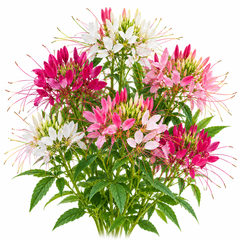 Cleome Spider Flower Mix with tall upright plants bearing elegant pink purple lavender and white flower clusters with long spider-like stamens – summer flower seeds Pakistan