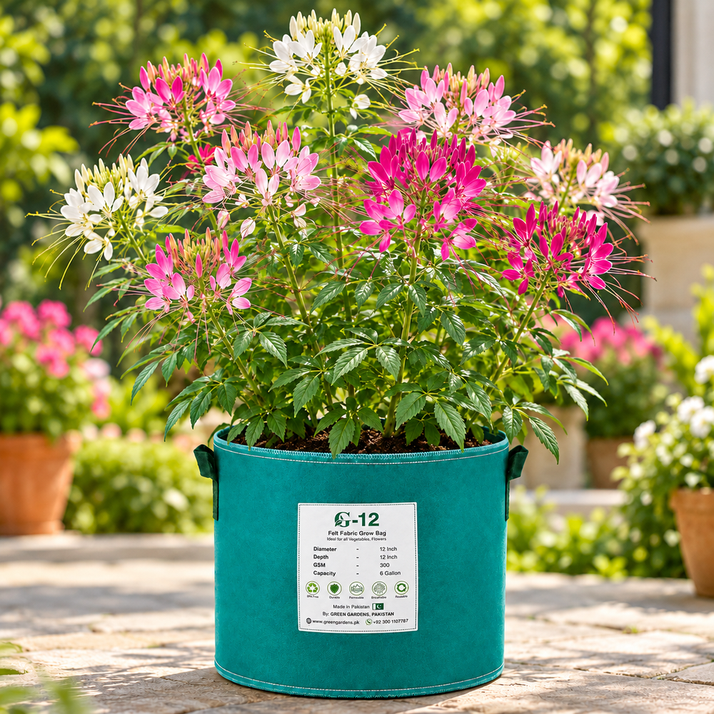 Cleome Spider Flower Mix with tall upright plants bearing elegant pink purple lavender and white flower clusters with long spider-like stamens – summer flower seeds Pakistan