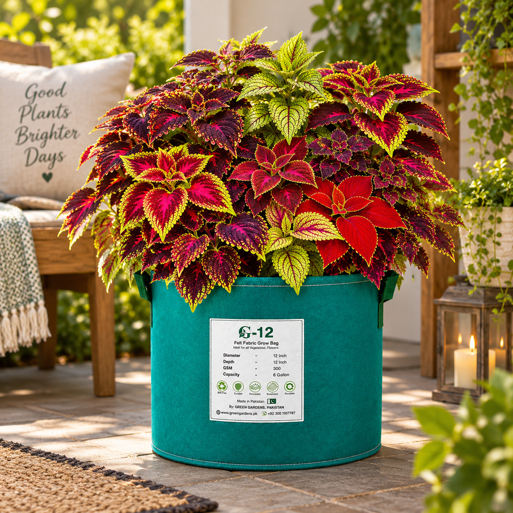 Coleus Rainbow Mix Coleus scutellarioides with colourful red green yellow purple and variegated foliage – ornamental foliage seeds for pots and gardens in Pakistan