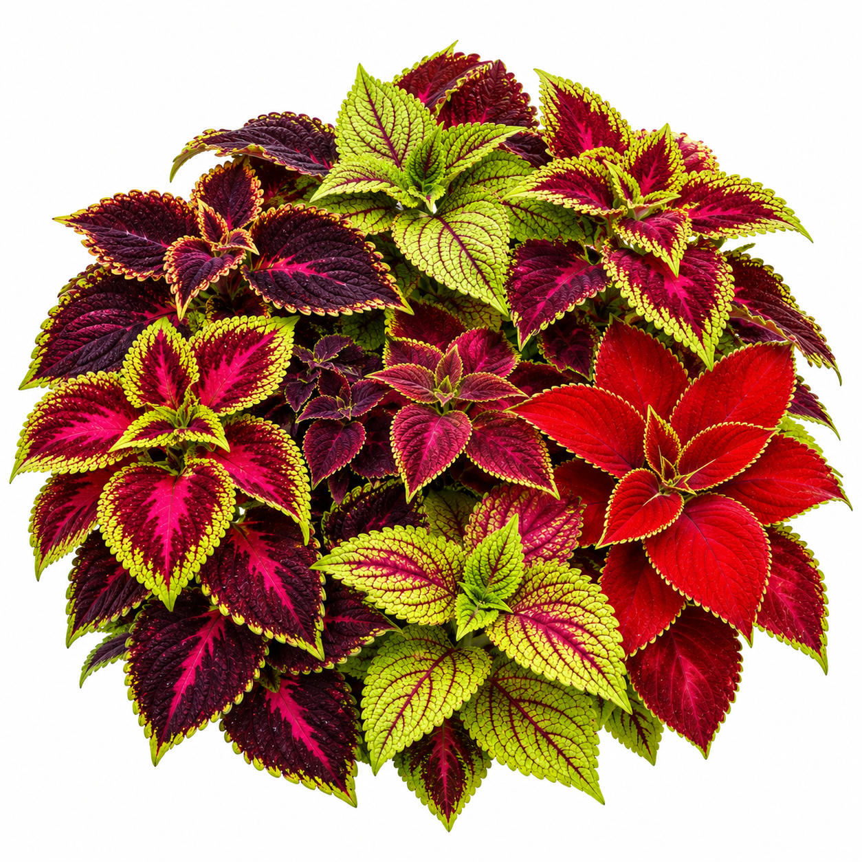 Coleus Rainbow Mix Coleus scutellarioides with colourful red green yellow purple and variegated foliage – ornamental foliage seeds for pots and gardens in Pakistan