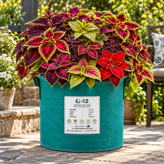 Coleus Rainbow Mix Coleus scutellarioides with colourful red green yellow purple and variegated foliage – ornamental foliage seeds for pots and gardens in Pakistan