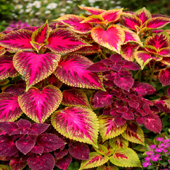 Coleus Seeds - Rainbow Mix (SUMMER)