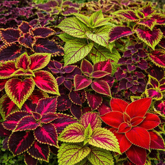 Coleus Seeds - Rainbow Mix (SUMMER)