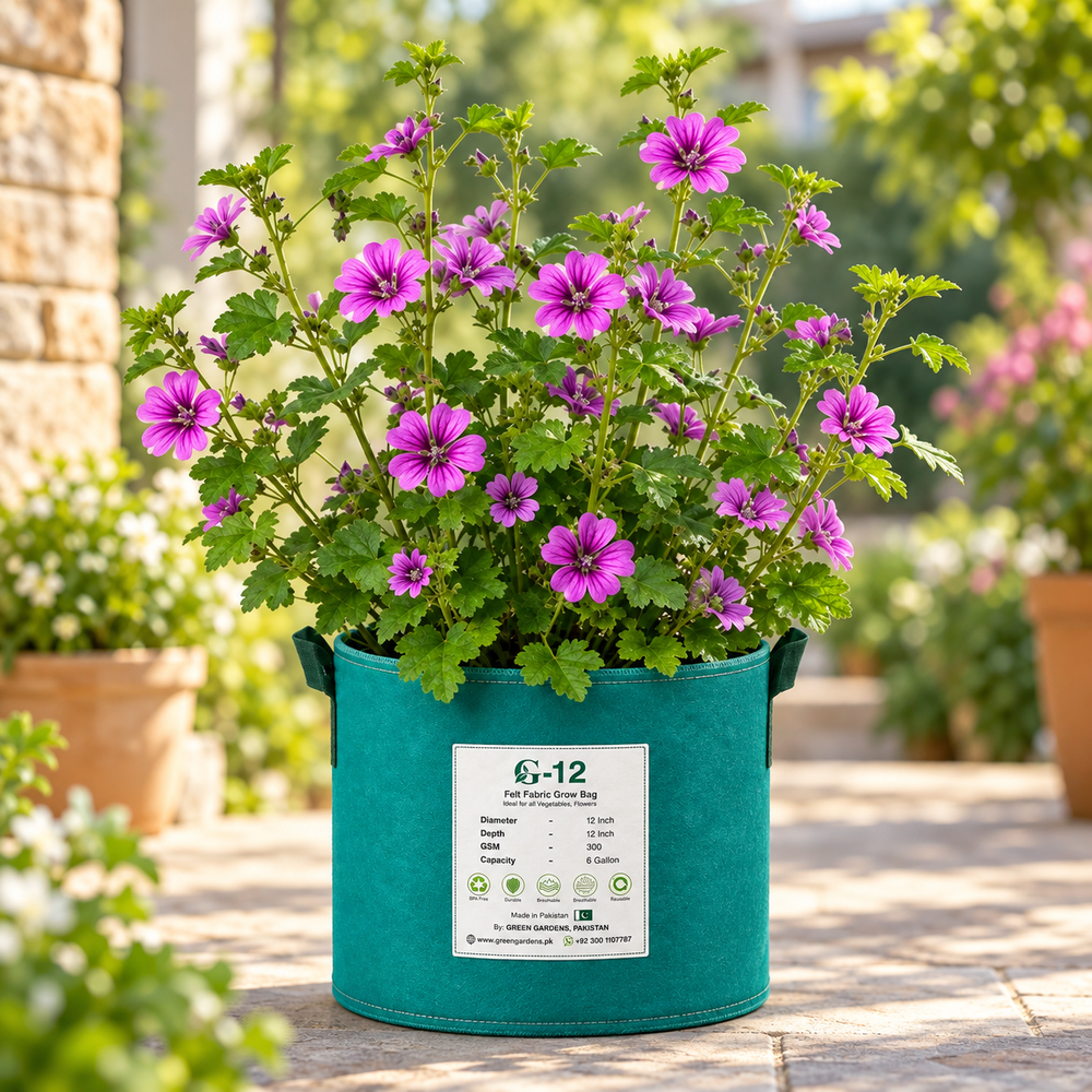 Common Mallow Malva sylvestris with beautiful pink purple veined flowers and green foliage – winter summer flower seeds for pots beds and grow bags in Pakistan