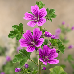 Common Mallow Malva sylvestris pink purple flowers grown from seeds in Pakistan