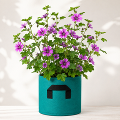 Common Mallow Malva sylvestris pink purple flowers grown from seeds in Pakistan
