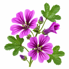 Common Mallow Malva sylvestris pink purple flowers grown from seeds in Pakistan
