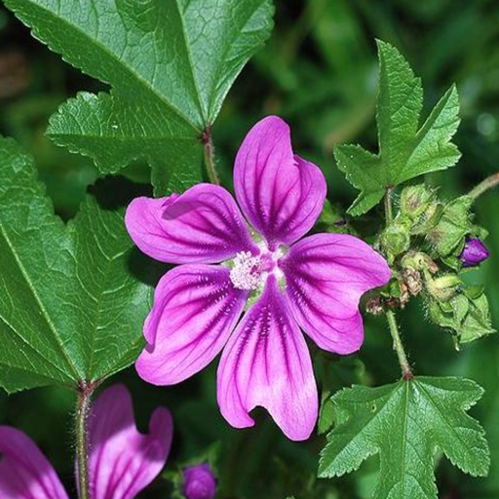 Common Mallow Seeds (خبازی)