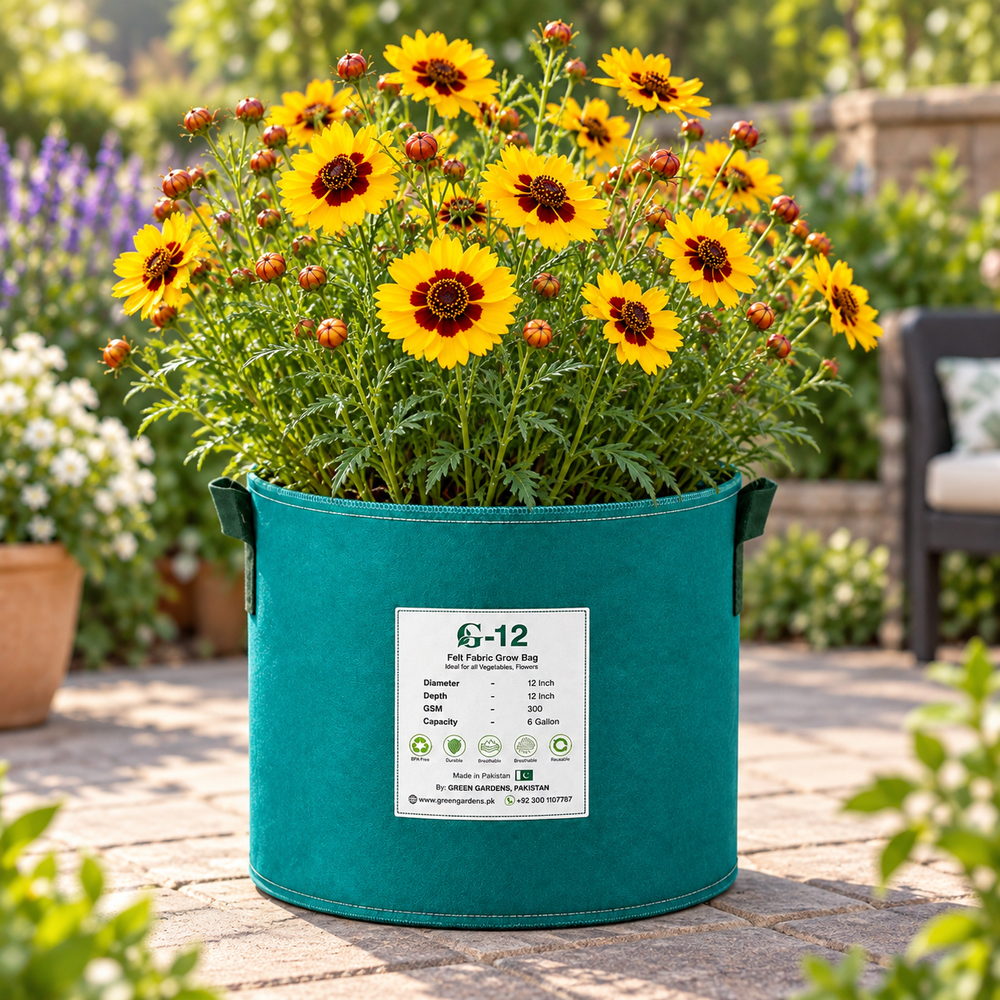 Coreopsis Tickseed with bright yellow and golden daisy-like flowers – winter and summer flower seeds for sunny beds, pots and grow bags in Pakistan