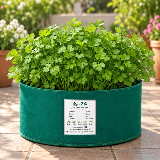 Fresh broad leaf coriander Dhania with healthy aromatic green foliage – F1 Hybrid coriander seeds for home gardening in Pakistan