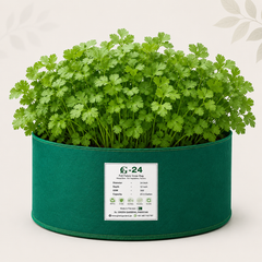 Fresh broad leaf coriander Dhania with healthy aromatic green foliage – F1 Hybrid coriander seeds for home gardening in Pakistan