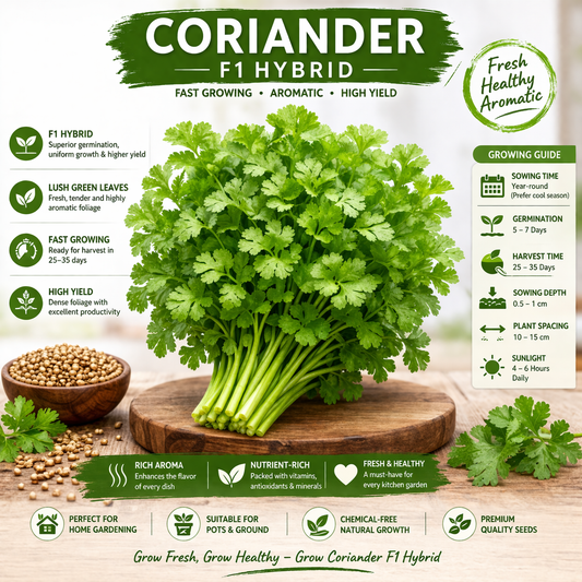 Coriander Seeds - F1 Hybrid – 50g (WINTER/ SUMMER)