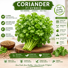 Coriander Seeds - F1 Hybrid – 50g (WINTER/ SUMMER)
