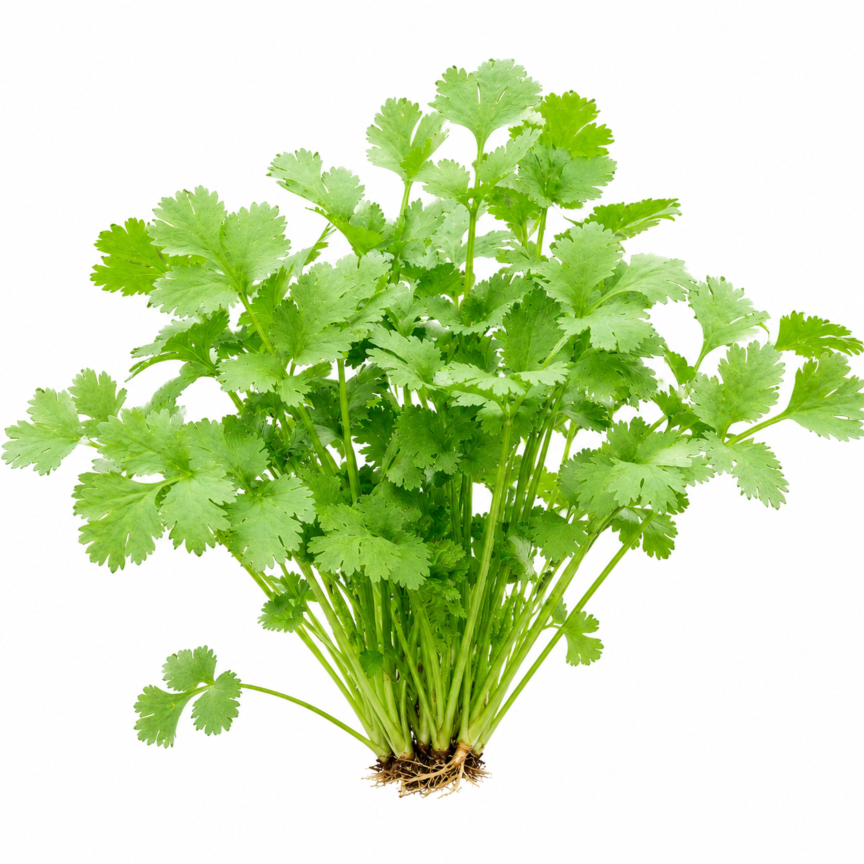 Fresh Desi Irani coriander Dhania with aromatic green leaves – coriander seeds for kitchen and home gardening in Pakistan
