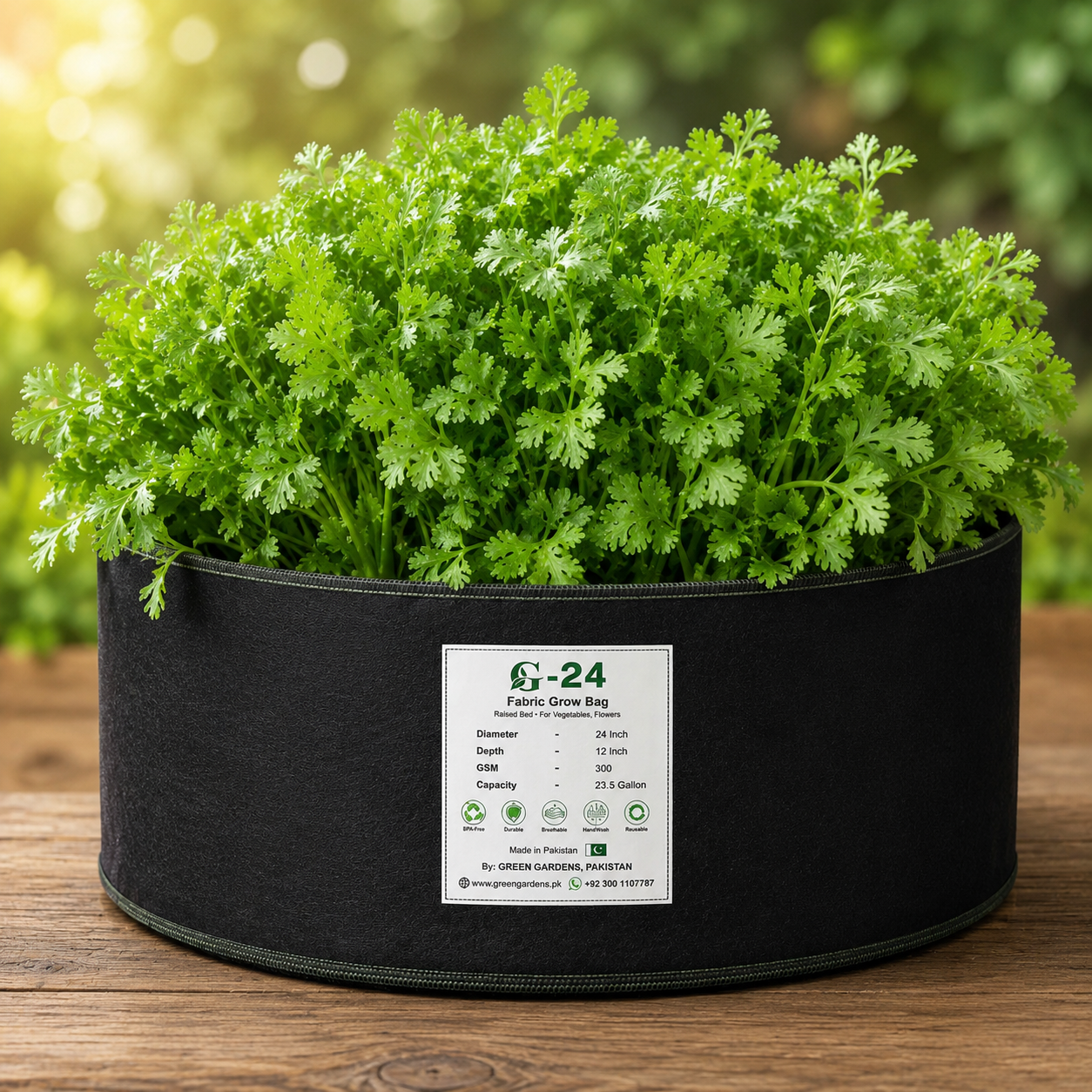 Fresh Desi Irani coriander Dhania with aromatic green leaves – coriander seeds for kitchen and home gardening in Pakistan
