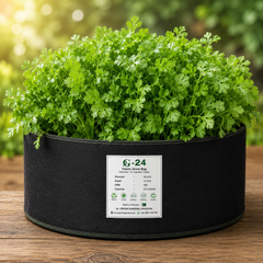 Fresh Desi Irani coriander Dhania with aromatic green leaves – coriander seeds for kitchen and home gardening in Pakistan