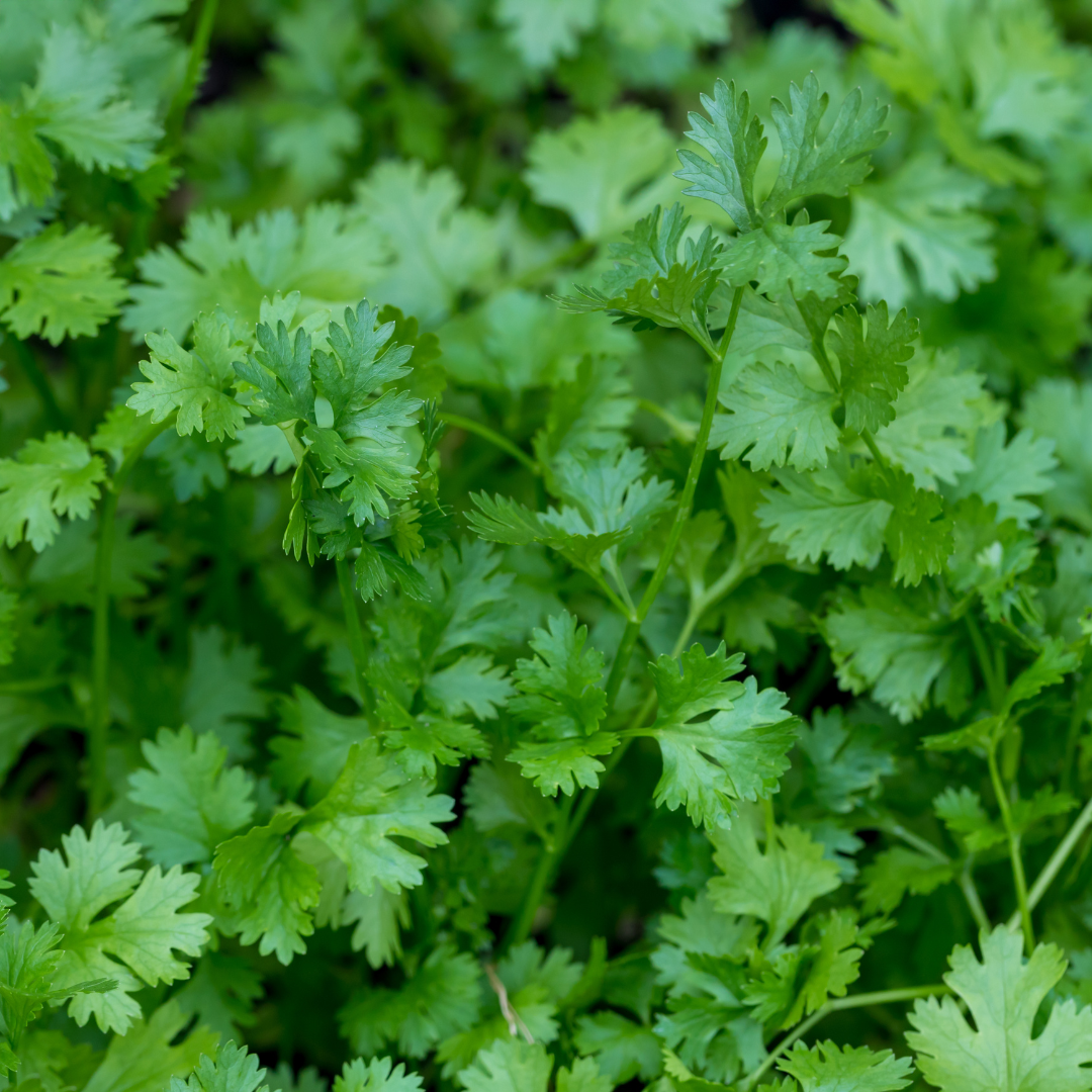 Coriander Seeds - F1 Hybrid – 50g (WINTER/ SUMMER)