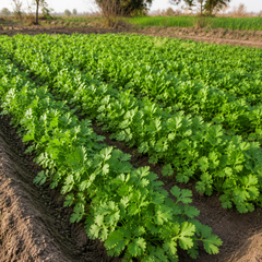 Fresh green coriander Dhania plants – F1 Hybrid 50g coriander seeds for kitchen gardening and larger sowings in Pakistan