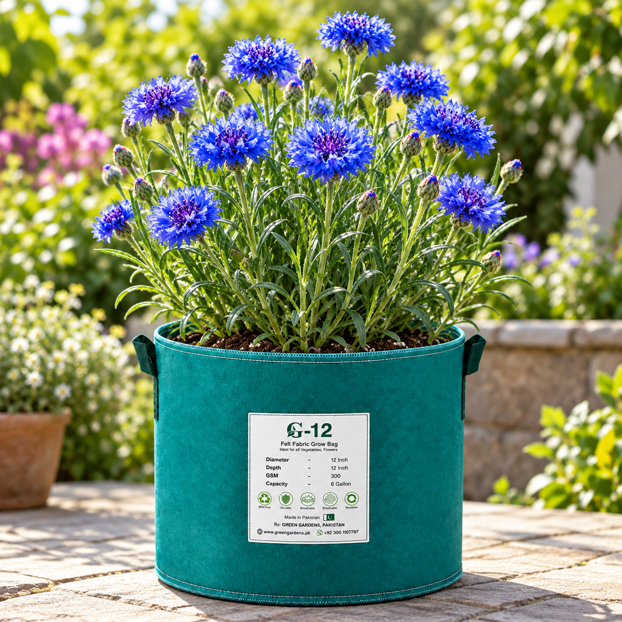 Cornflower Bachelor's Button Double Royal Blue with vibrant deep-blue densely layered fringed flowers and slender green stems – winter flower seeds for beds borders bouquets and grow bags Pakistan