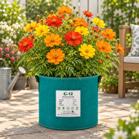 Cosmos Carpet Dwarf Mix with compact colourful semi-double flowers – heat-tolerant summer flower seeds for pots, borders and grow bags in Pakistan