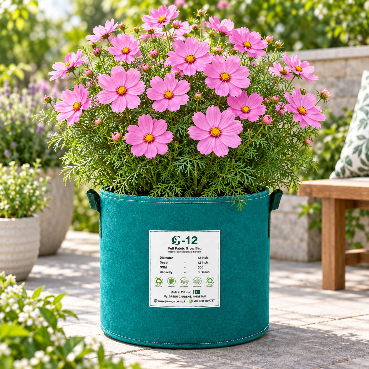 Pink Cosmos bipinnatus with soft pink daisy-like flowers and feathery foliage – winter flower seeds for gardens and grow bags in Pakistan