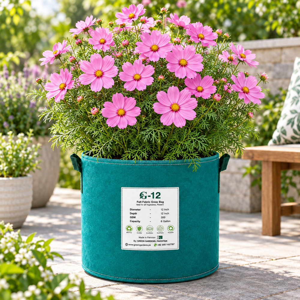 Pink Cosmos bipinnatus with soft pink daisy-like flowers and feathery foliage – winter flower seeds for gardens and grow bags in Pakistan