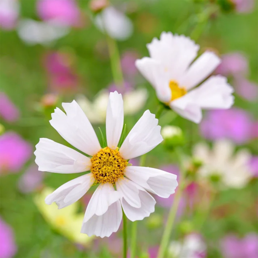Cosmos Sea Shells Seeds - Mix (WINTER)