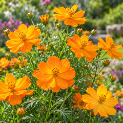 Cosmos sulphureus with bright yellow orange and golden daisy-like flowers – heat-tolerant summer flower seeds for gardens and grow bags in Pakistan