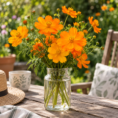 Cosmos sulphureus with bright yellow orange and golden daisy-like flowers – heat-tolerant summer flower seeds for gardens and grow bags in Pakistan