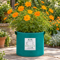 Cosmos sulphureus with bright yellow orange and golden daisy-like flowers – heat-tolerant summer flower seeds for gardens and grow bags in Pakistan