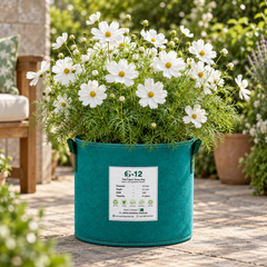 White Cosmos bipinnatus with pure white daisy-like flowers and yellow centres – summer and winter flower seeds for gardens and grow bags in Pakistan