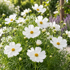 White Cosmos bipinnatus with pure white daisy-like flowers and yellow centres – summer and winter flower seeds for gardens and grow bags in Pakistan