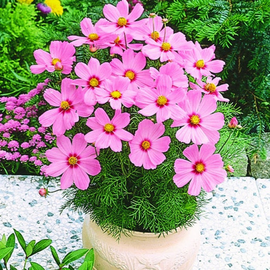 COSMOS Pink Seeds (WINTERl) کاسموس