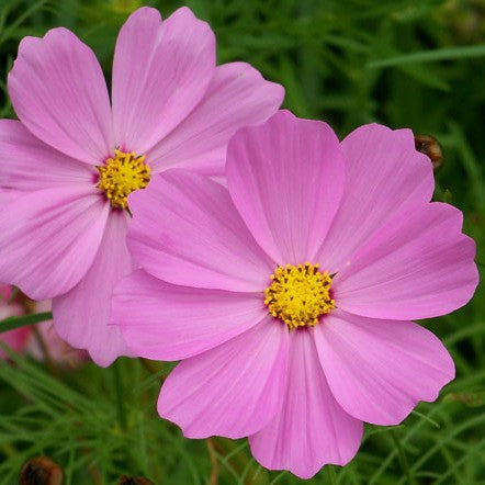 COSMOS Pink Seeds (WINTERl) کاسموس