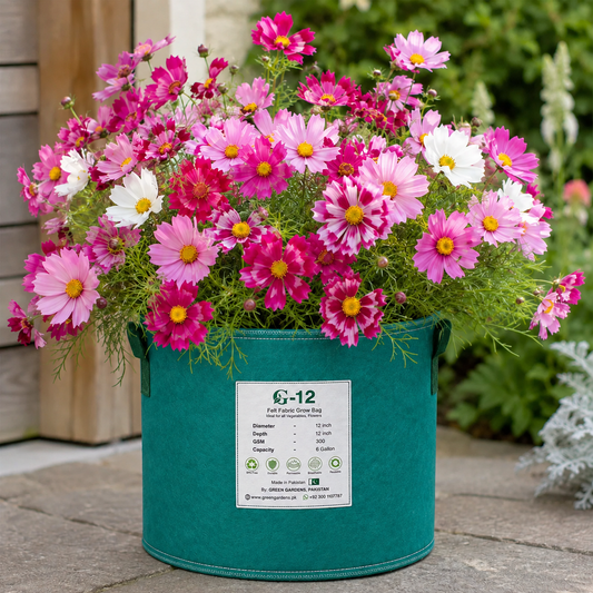 Cosmos Sea Shell Mix with fluted tubular white pink rose and crimson flowers – winter flower seeds for pots, grow bags and gardens in Pakistan