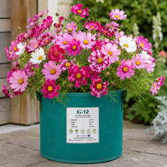 Cosmos Sea Shell Mix with fluted tubular white pink rose and crimson flowers – winter flower seeds for pots, grow bags and gardens in Pakistan