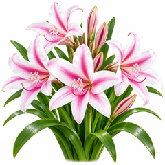 Crinum Lily flowering bulbs pack of 5 – perennial ornamental flower bulbs for garden beds large grow bags and containers in Pakistan